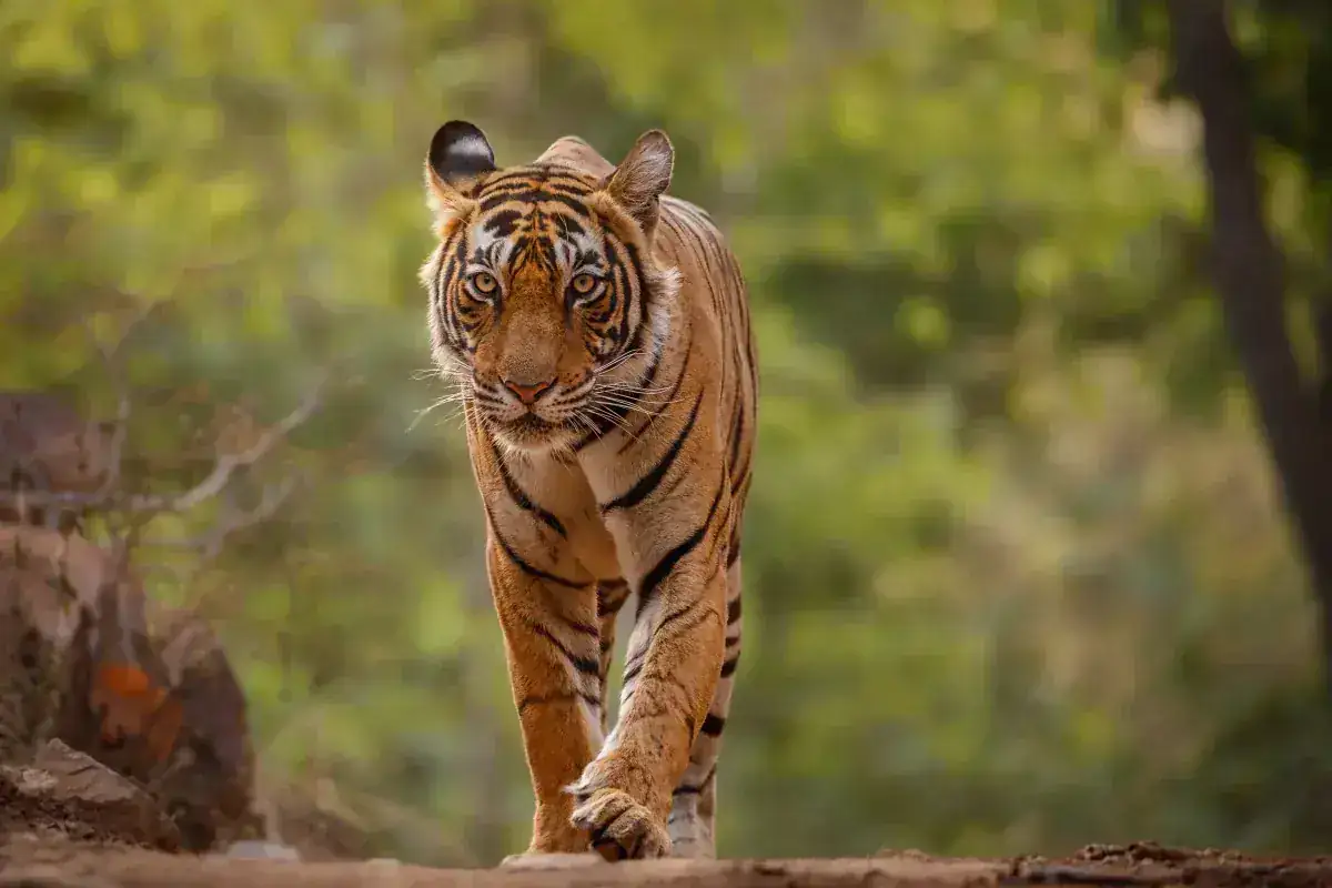 Pench, Madhya Pradesh
